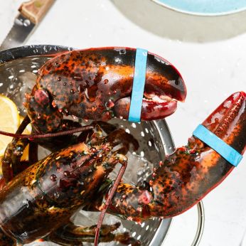 Premium Quality Marine Stewardship Council Certified Sustainable Lobster
