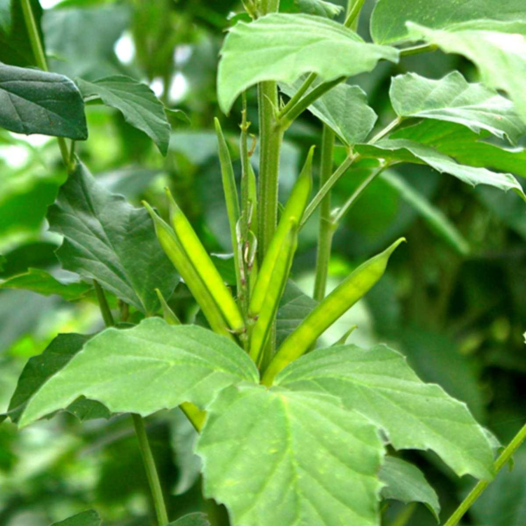 Guar Gum - Food Grade