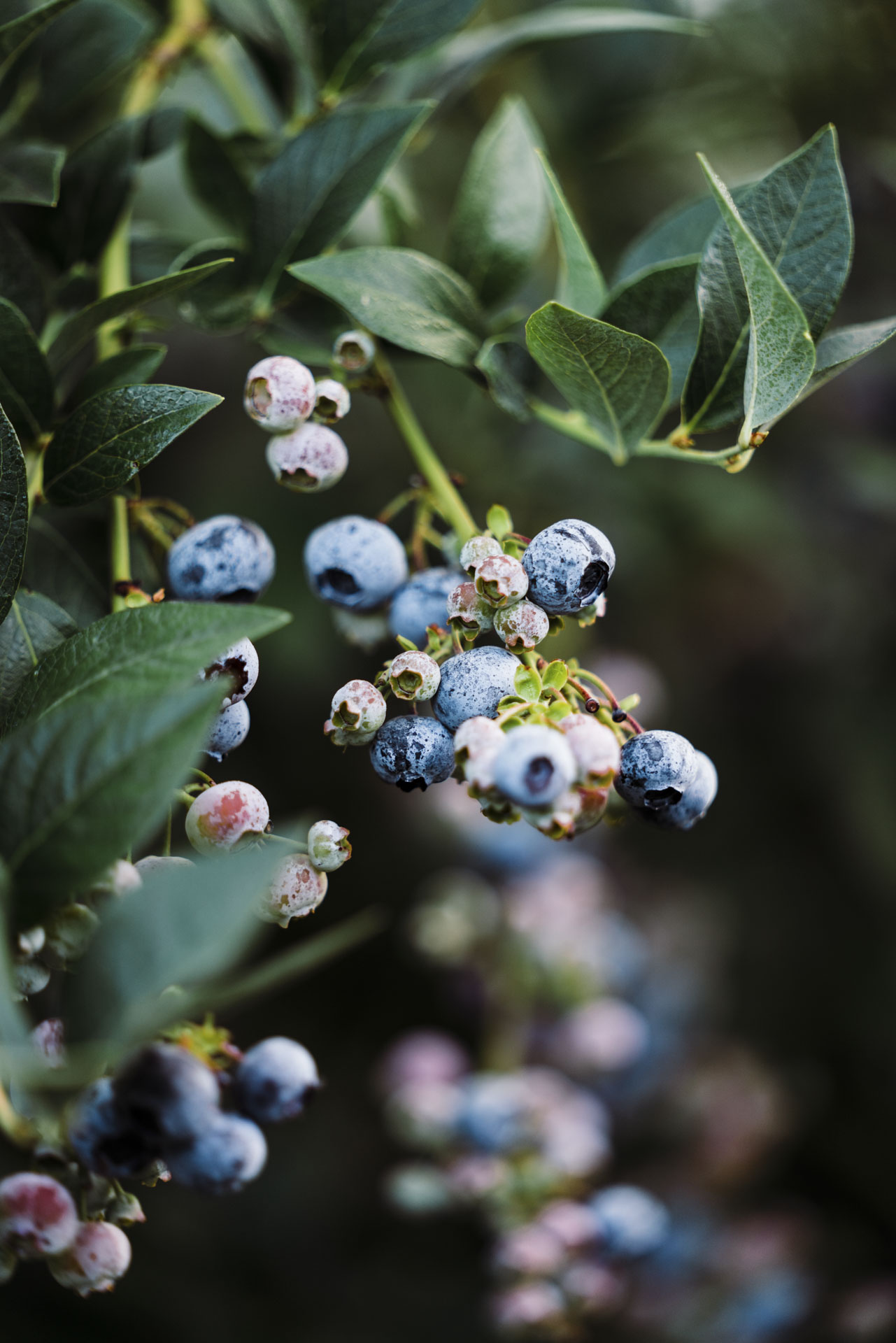 Highbush Blueberries