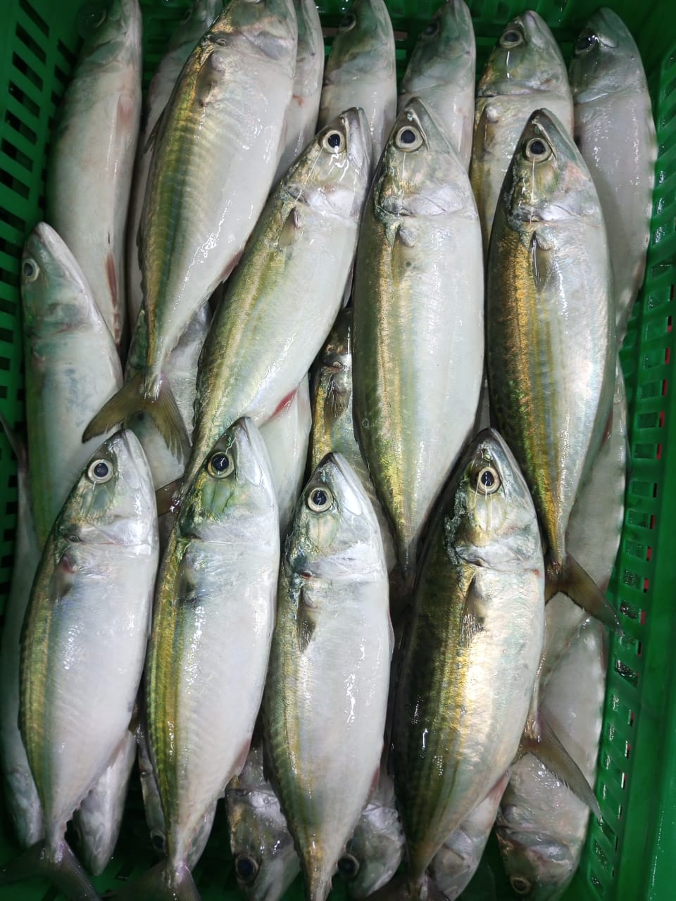 Indian Mackerel