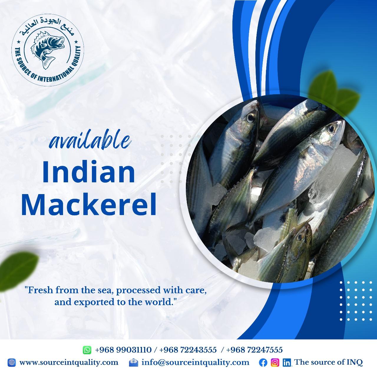 Frozen seafood Indian mackerel frozen fish Www.sourceintquaLity.com INDIAN MACKEREL:
