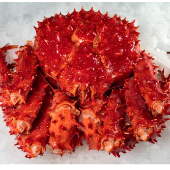 King Crab (Lithodes santolla)