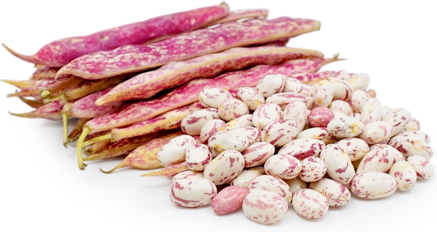 Cranberry Beans and other Specialty Dry Beans