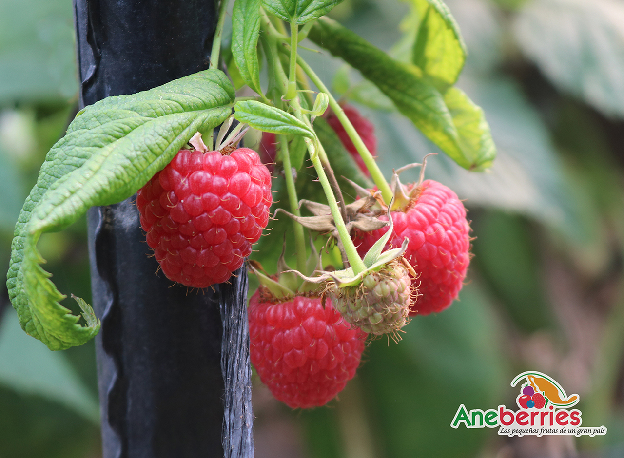 Raspberries