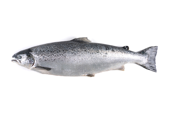 Whole salmon