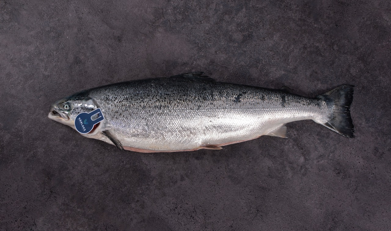 VÅRLAKS salmon