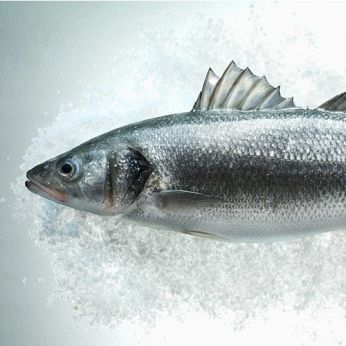Mediterranean Sea Bass