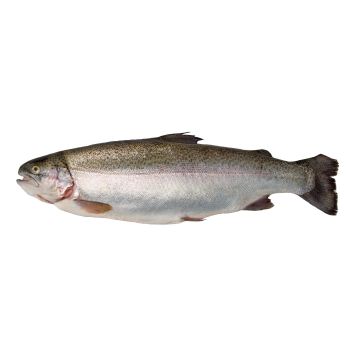 Premium Fresh Steelhead Trout