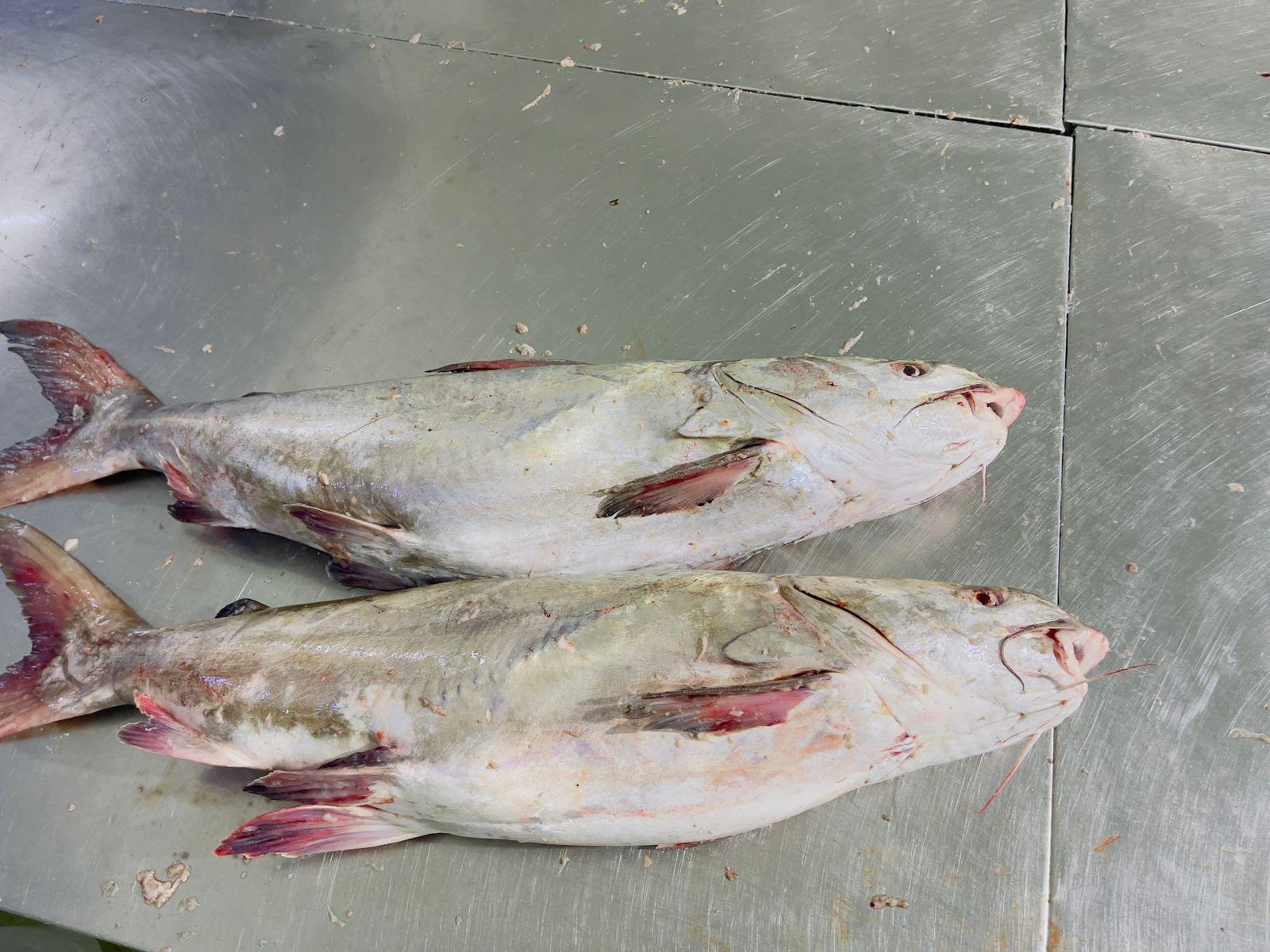 Cat Fish