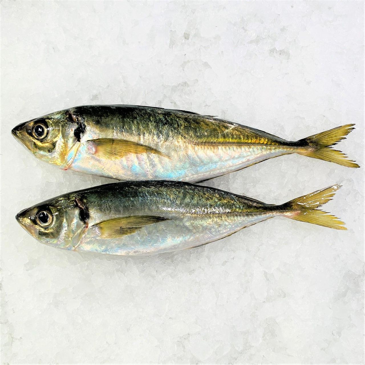 Horse Mackerel