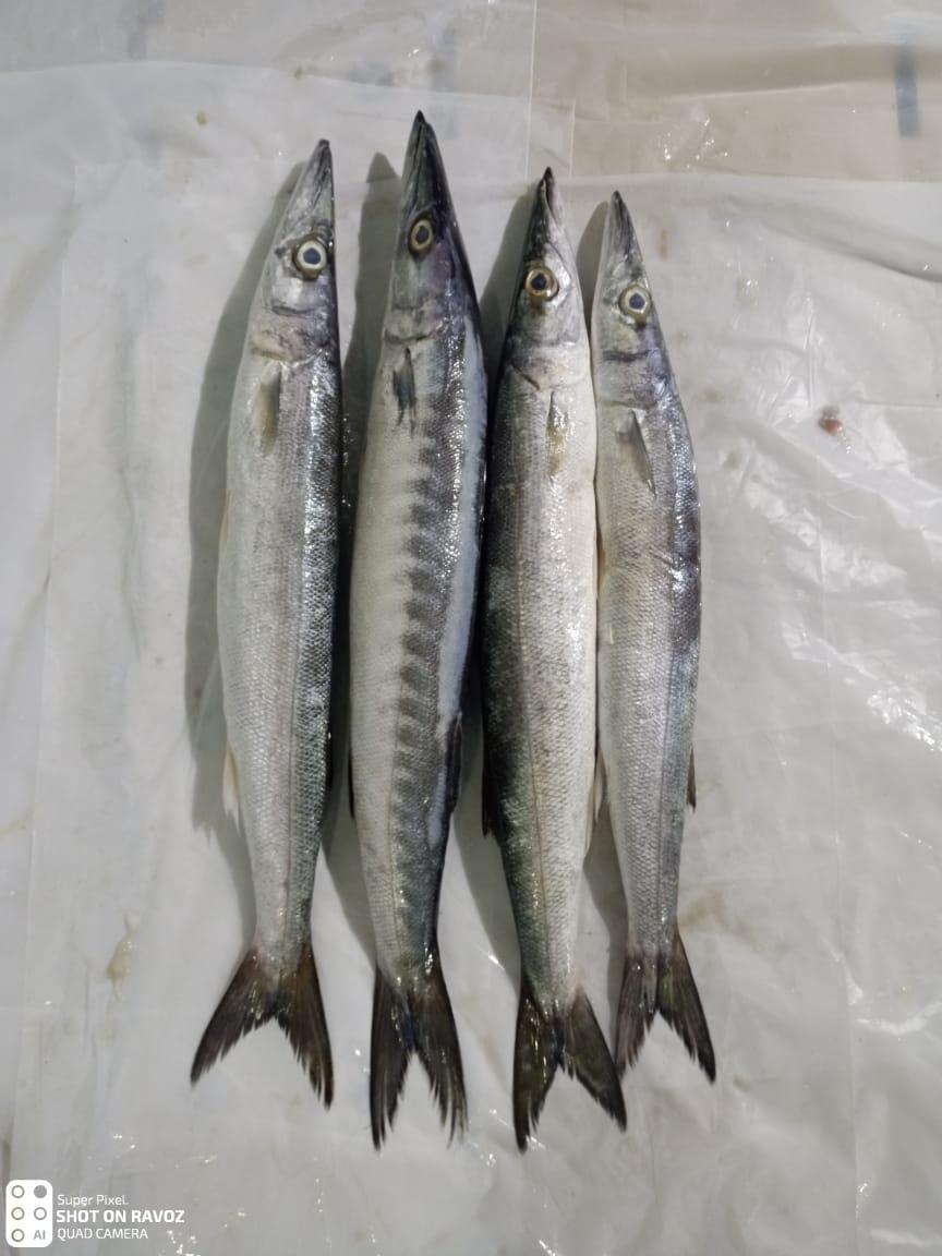 BARRACUDA