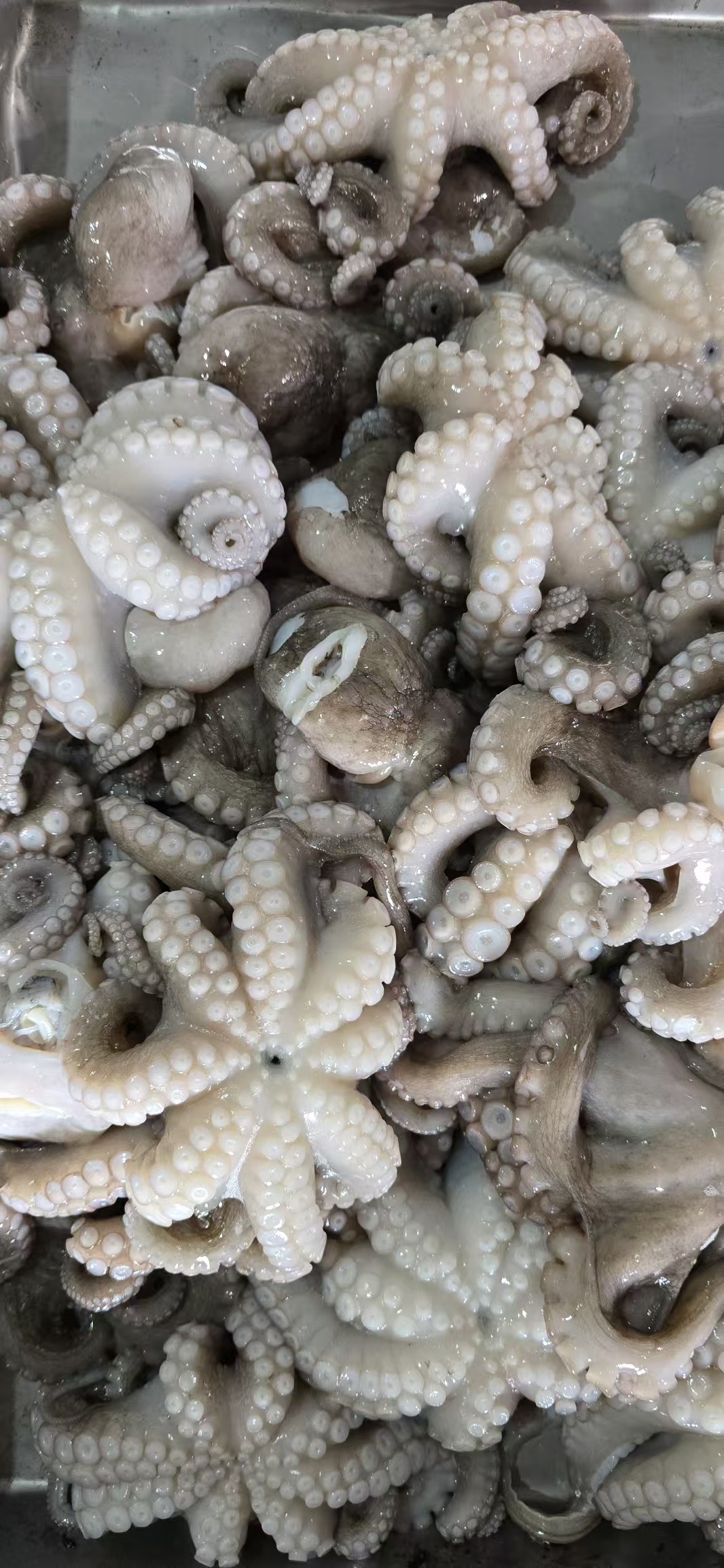 Frozen octopus