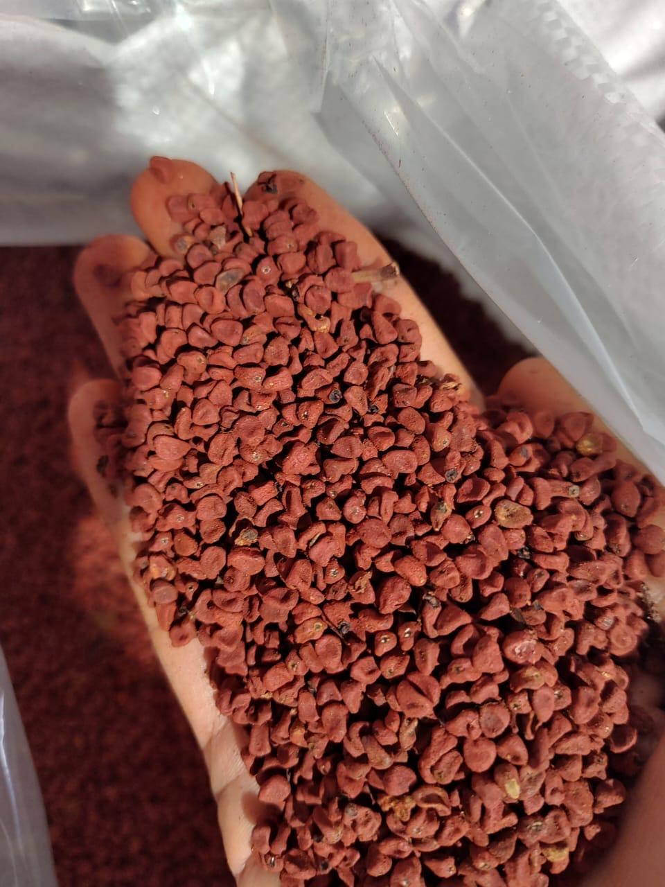 Annato seeds