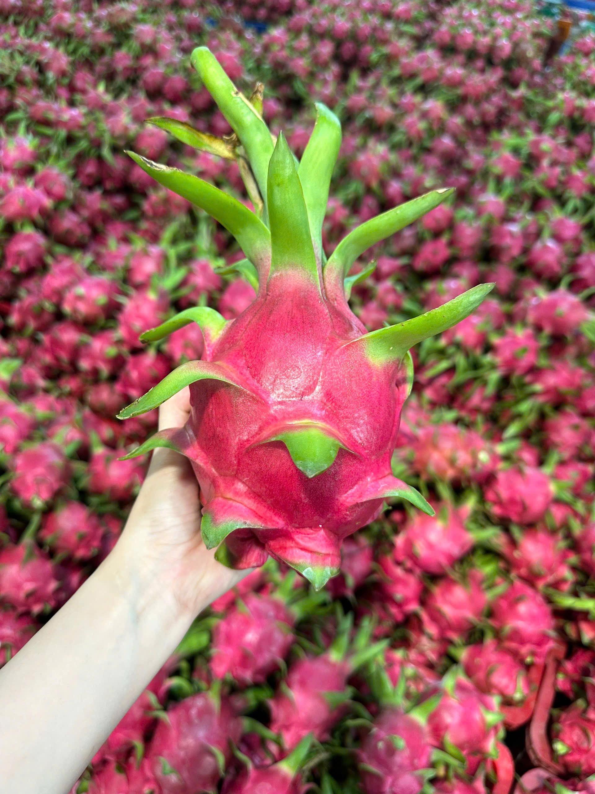 Fresh Dragon Fruit (White/Red)