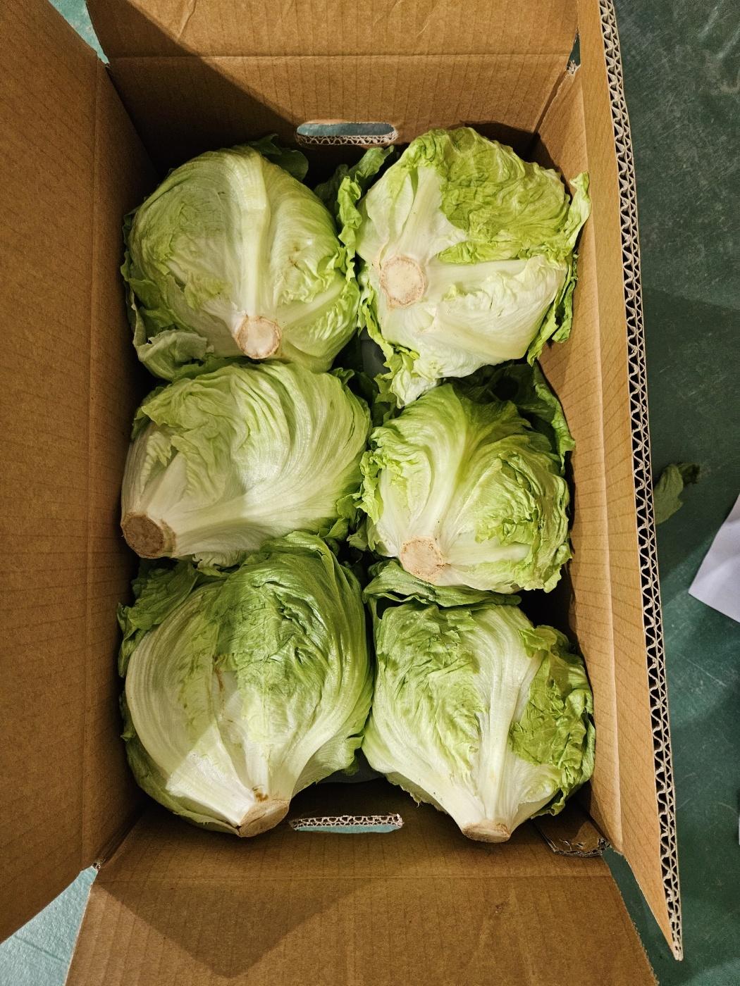 LETTUCE