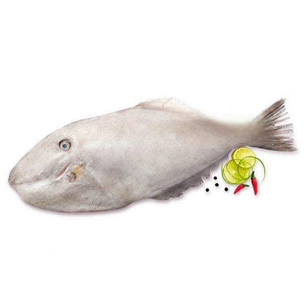 Frozen Leather Jacket Fish