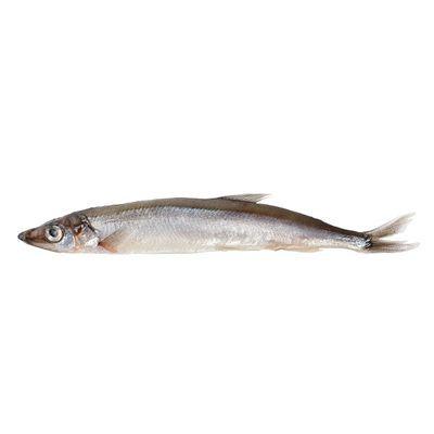 Frozen Caplin