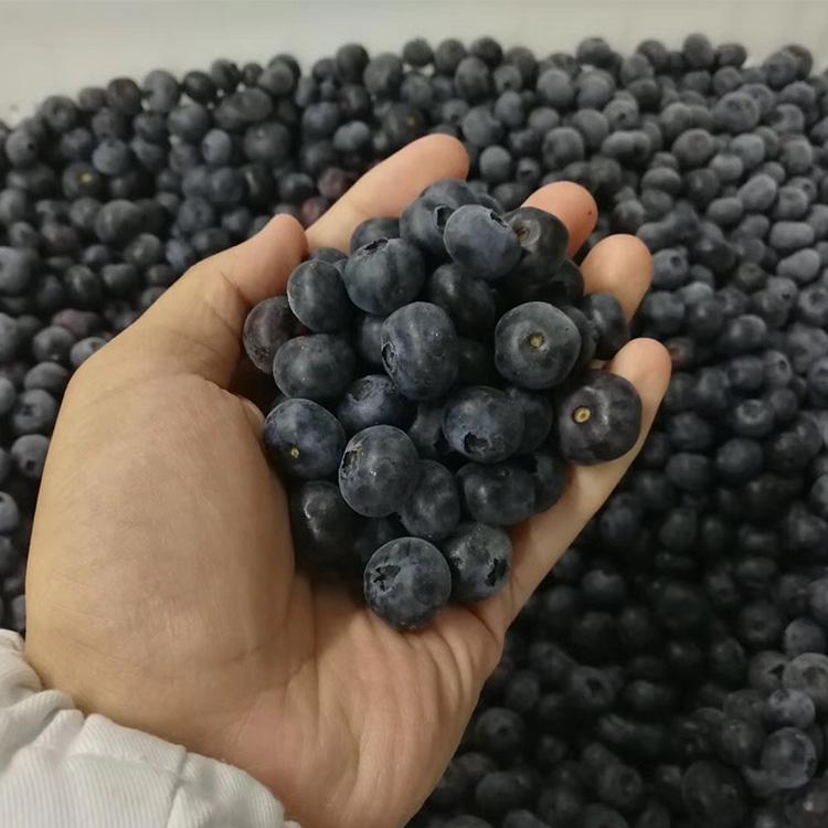 frozen blueberry