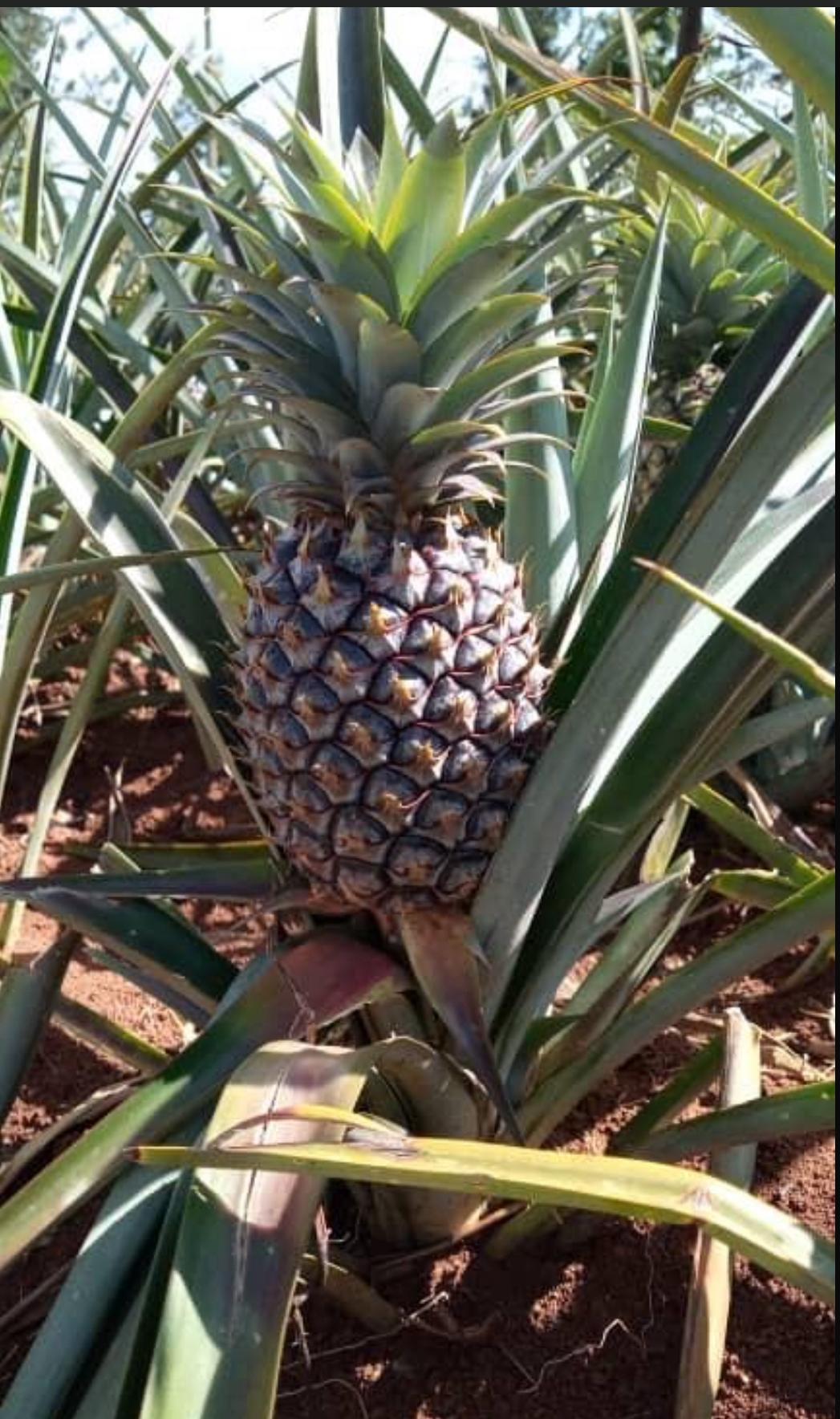 PINEAPPLE