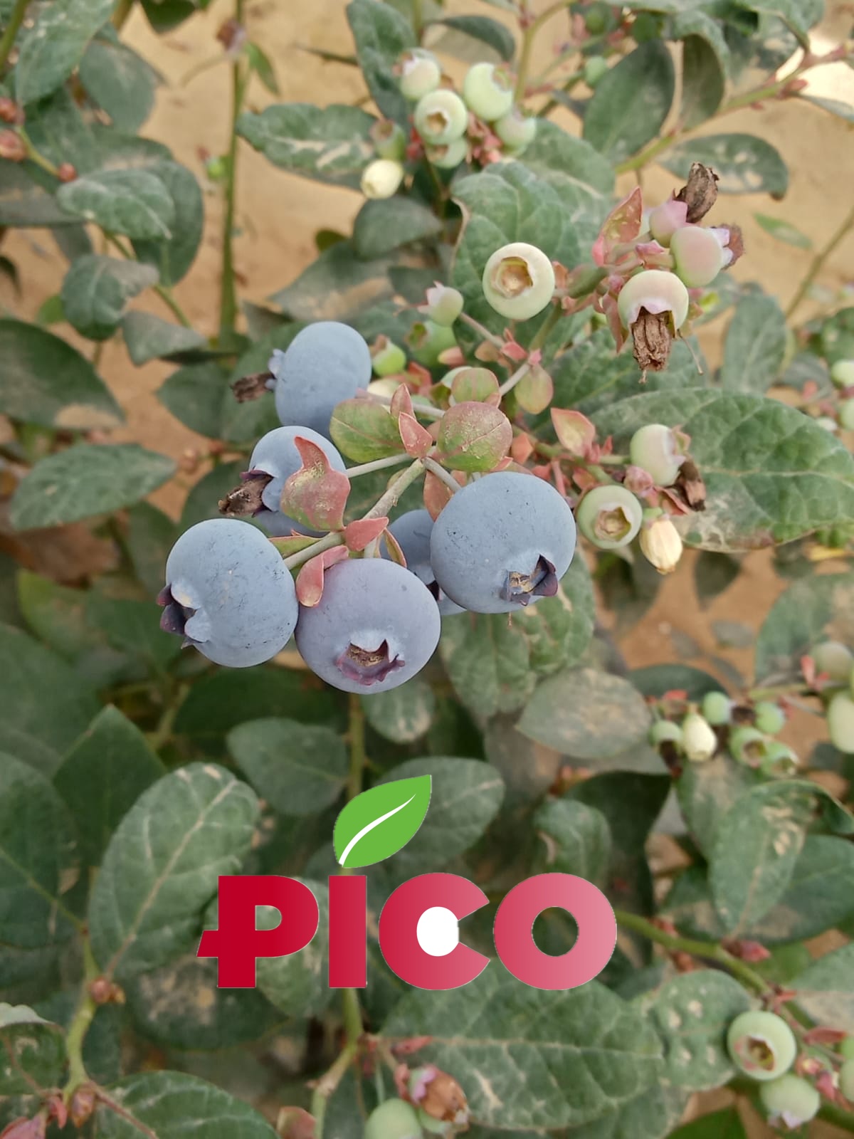 PICO Blueberries