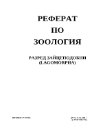 Разред Зайцеподобни