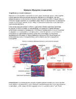 Мускули и мускулно съкрщение