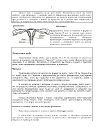 Генетика и пренатално развитие