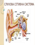 Слухова сетивна система