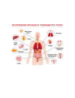 Вътрешни органи на човешкото тяло