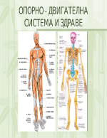 Опорно-двигателна система и здраве