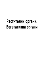 Растителни органи