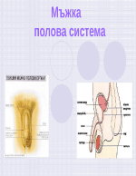 Мъжка полова система