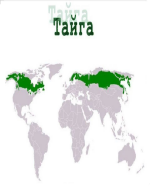 Тайга