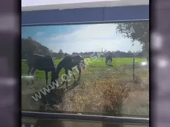 تلفاز تي سي ال  - 65 بوصة  - 4 كي او الترا اتش دي