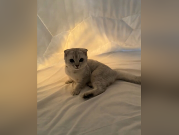 حيوانات أليفة