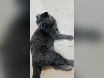 حيوانات أليفة