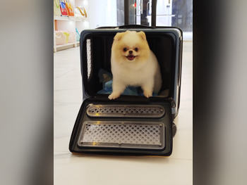 حيوانات أليفة