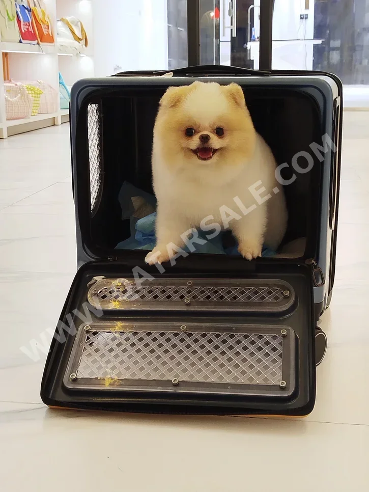 حيوانات أليفة