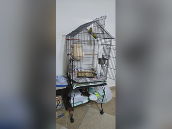 حيوانات أليفة