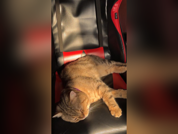 حيوانات أليفة