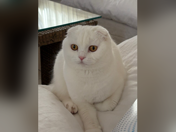 حيوانات أليفة