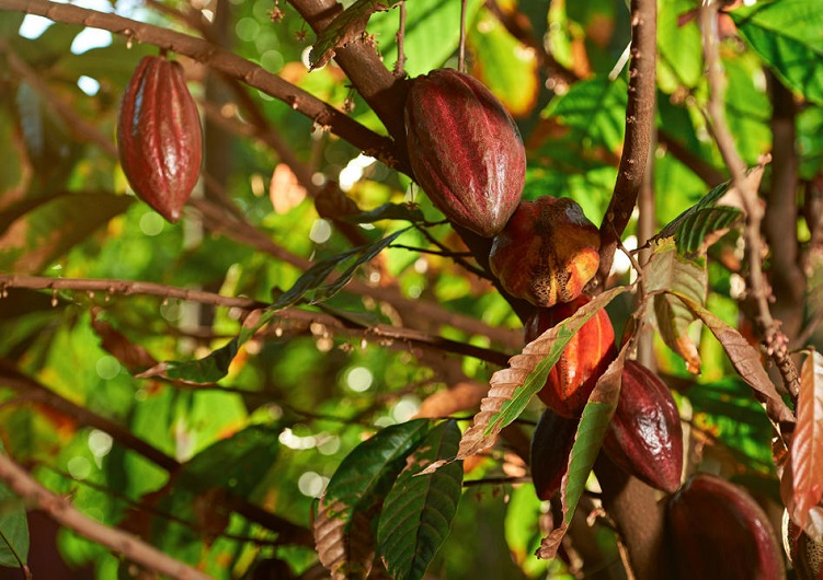 cacau2 valendo