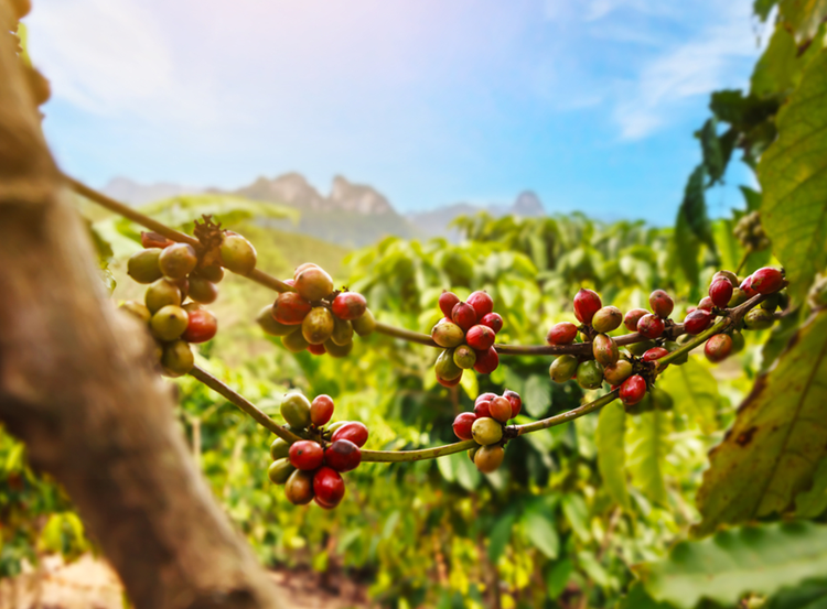 Café: Com foco nas chuvas do Brasil, arábica e conilon sobem nesta