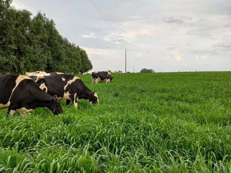 Clima - Notícias Agrícolas