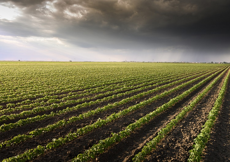 campo soja chuva valendo