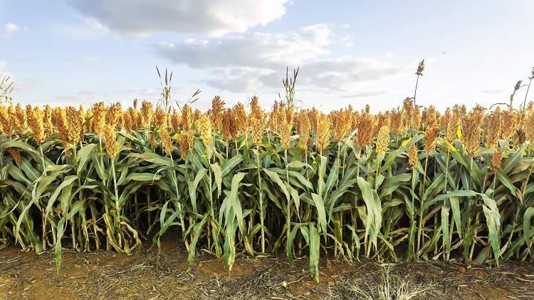 Sorgo