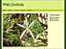 PNG Orchids : August-2016