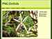 PNG Orchids : December-2016