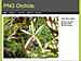 PNG Orchids : January-2016