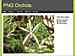 PNG Orchids : July-2015